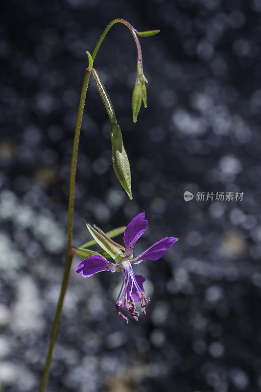 菱形克拉花是一种野花，俗称钻石克拉花和森林克拉花。这种植物原产于北美西部，在那里它是各种森林和林地栖息地的常见居民。Hetch Hetchy,